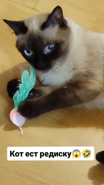 Кот ест редиску 😱