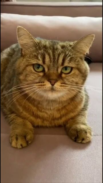 Смешные коты #58-9
