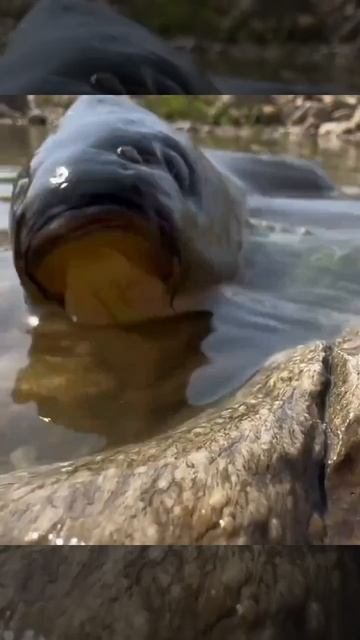 Приплыла к малышу золотая рыбка 🐕🐠😉