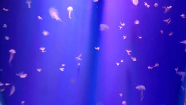 COEX MALL/ ЗНАМЕНИТАЯ БИБЛИОТЕКА STARFIELD / ОКЕАНАРИУМ / КРУИЗ