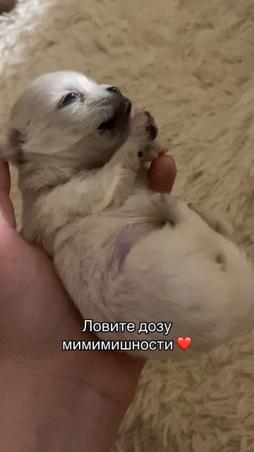 Два мальчика чихуахуа свободны ❤️