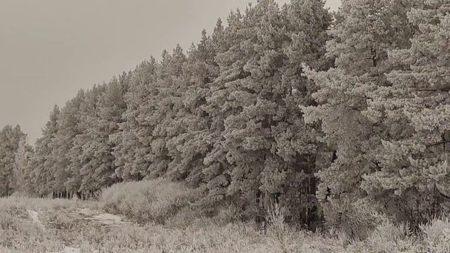 моя зима | уютный влог, лес, дом