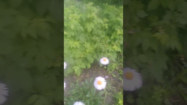 1000461795.mp4