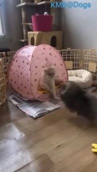 Злой серый волк пришел захватить домик котика🏠🐺😂