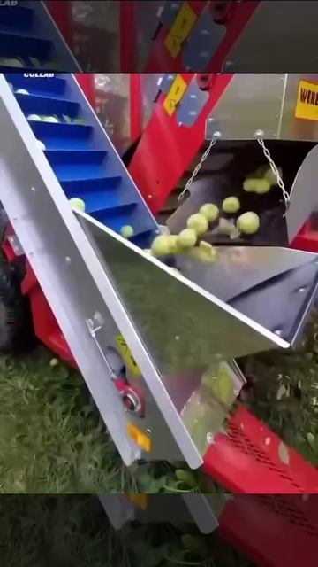 Сборка яблок, до 90 тонн в день!