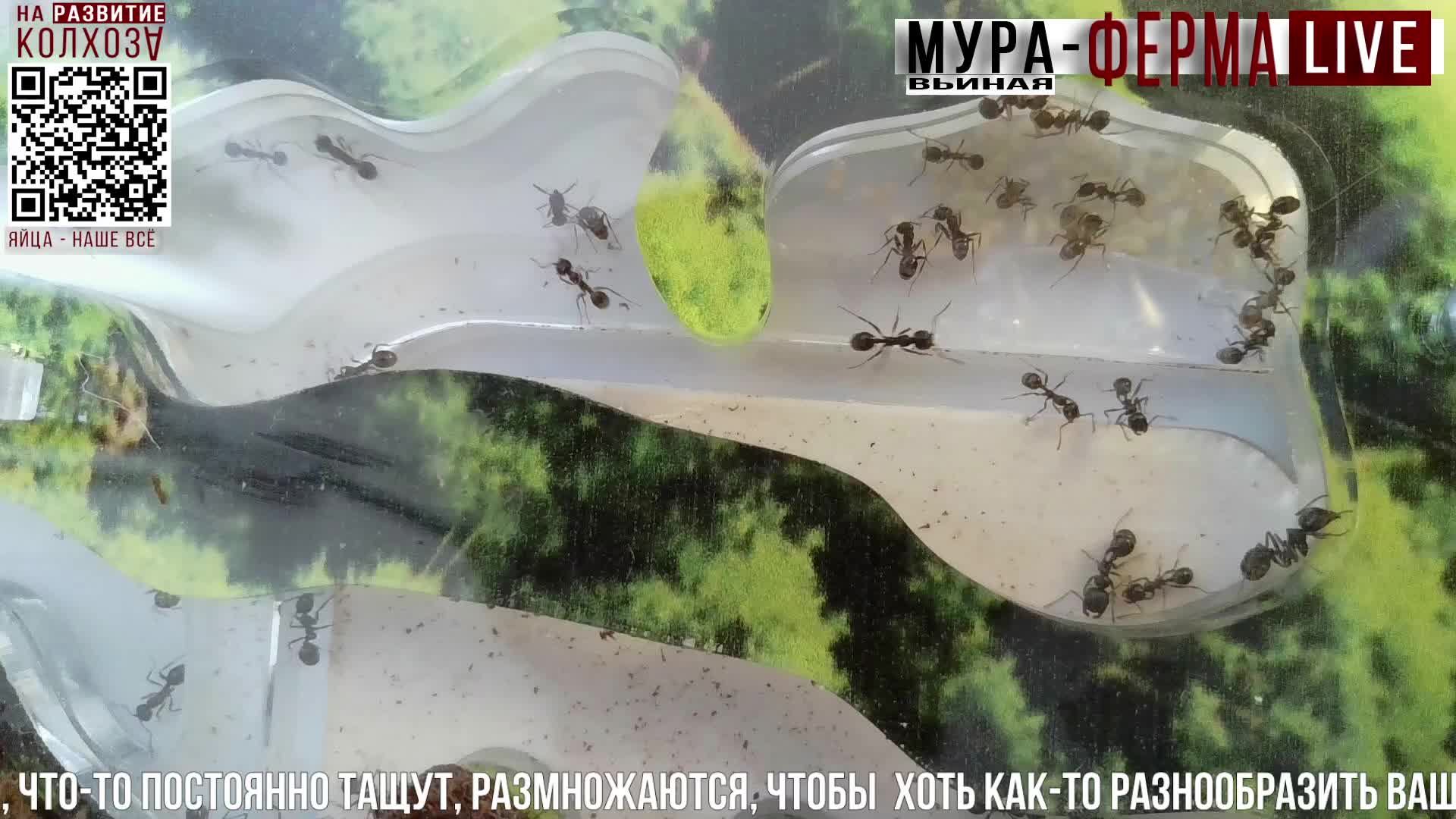 МУРА-ферма LIVE.Бункер 54.Муравьиная ферма!Муравьи Жнецы.+радио "Мураши LIVE".