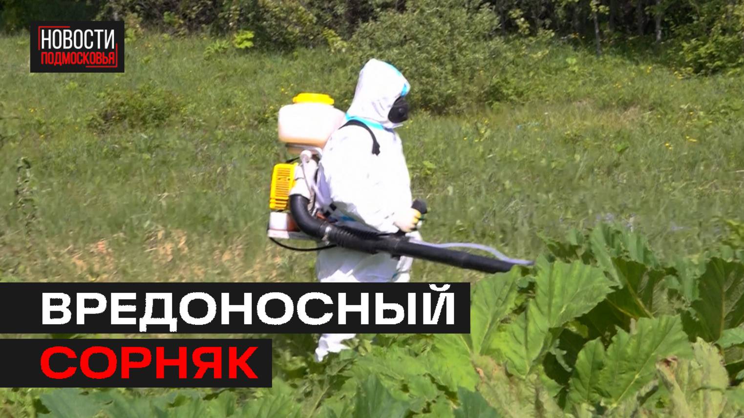Борьбу с борщевиком ведут в Мытищах