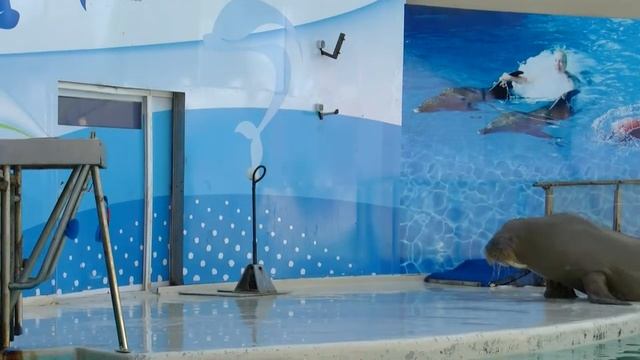 Морж Сильва,дельфинарий Троя