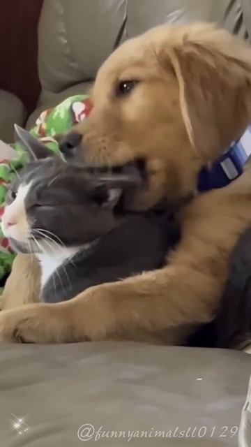 Cats and dogs live in harmony #кот #любителькошек #смешно