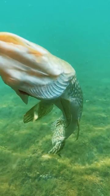 Атака щуки под водой