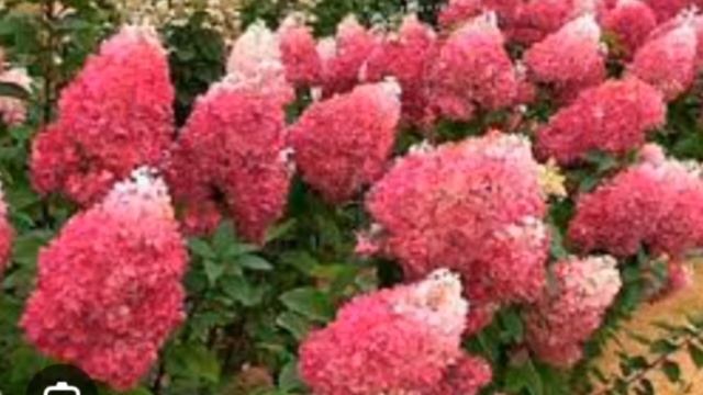 Посадил и забыл ❣️ 
Полил, подстриг и подкормил❣️