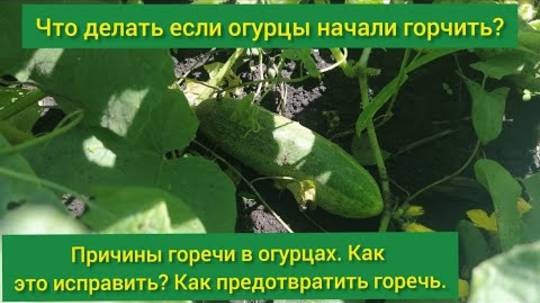 Что делать если огурцы начали горчить / причины горьких огурцов/почему горчат огурцы/как исправить