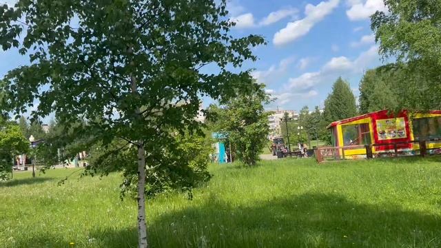 My live. Солнечные одуванчики.