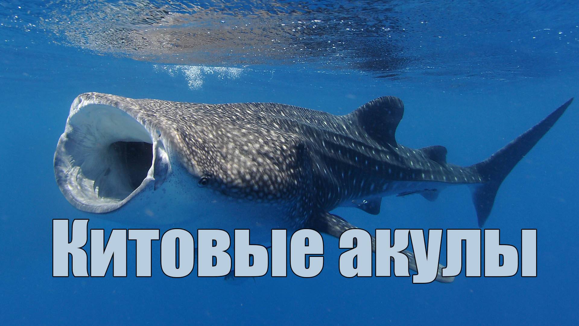 Китовые акулы