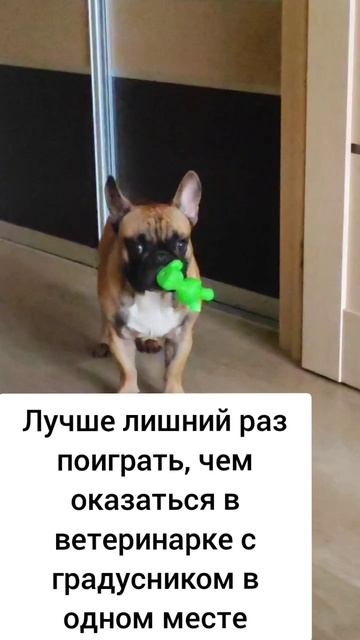 #французскийбульдог #собака #собакиприколы #суперсобака #бульдоги