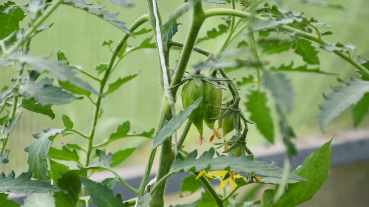 Почему томаты цветут, а завязей нет или цветы опадают?