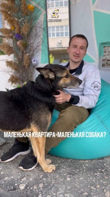 Маленькая квартира=маленькая собака? Поддержать⬇️