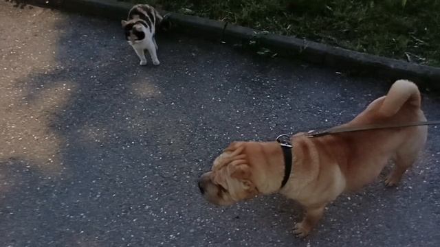 Самый добрый пёс🐕#шарпей