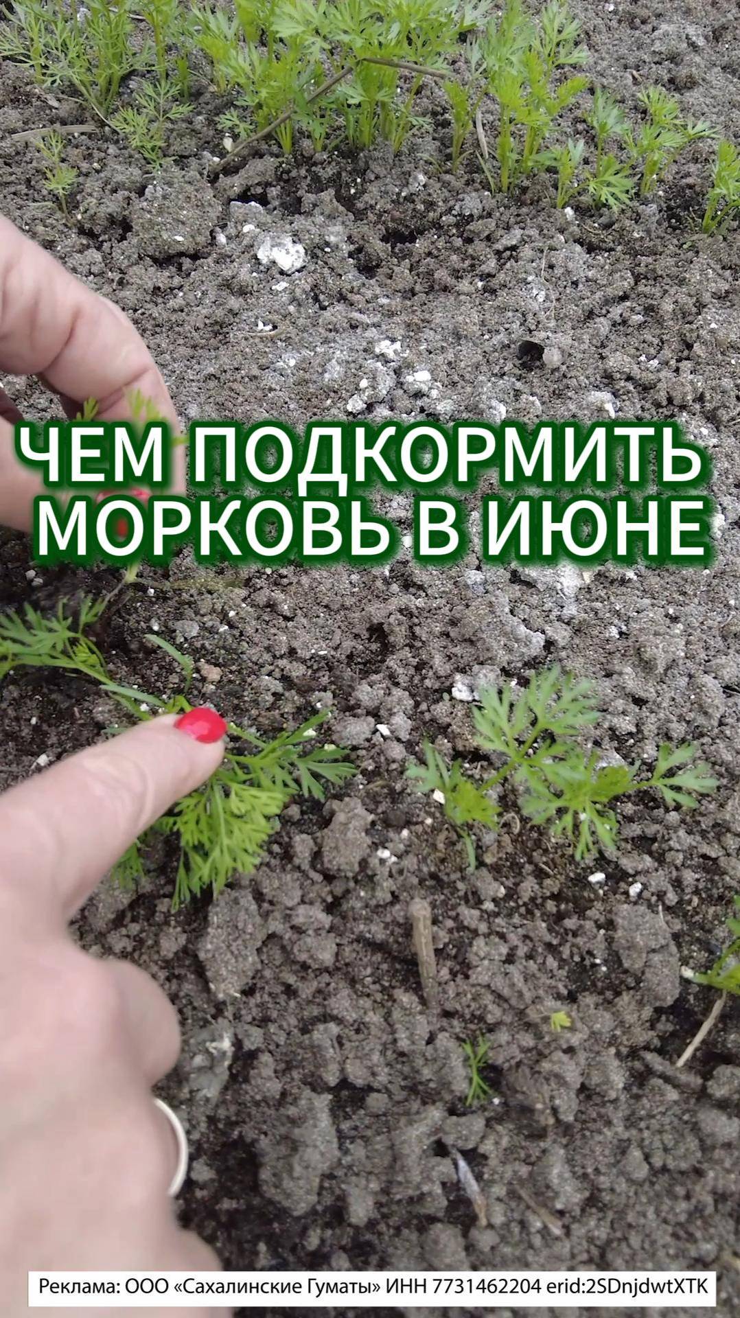 МОРКОВЬ НАВОЗ НЕ ЛЮБИТ, ЧЕМ ЛУЧШЕ УДОБРИТЬ МОРКОВЬ