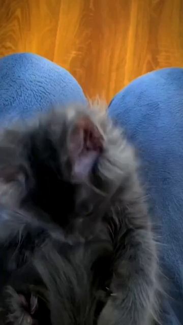 Симпатичный мейкун 🐈🤩❤️