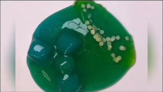 petal_20250606_100950.mp4