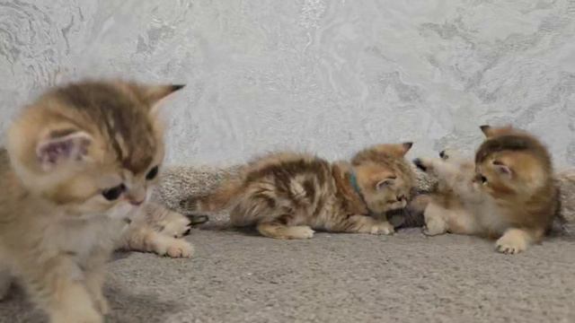 Шотландские котята