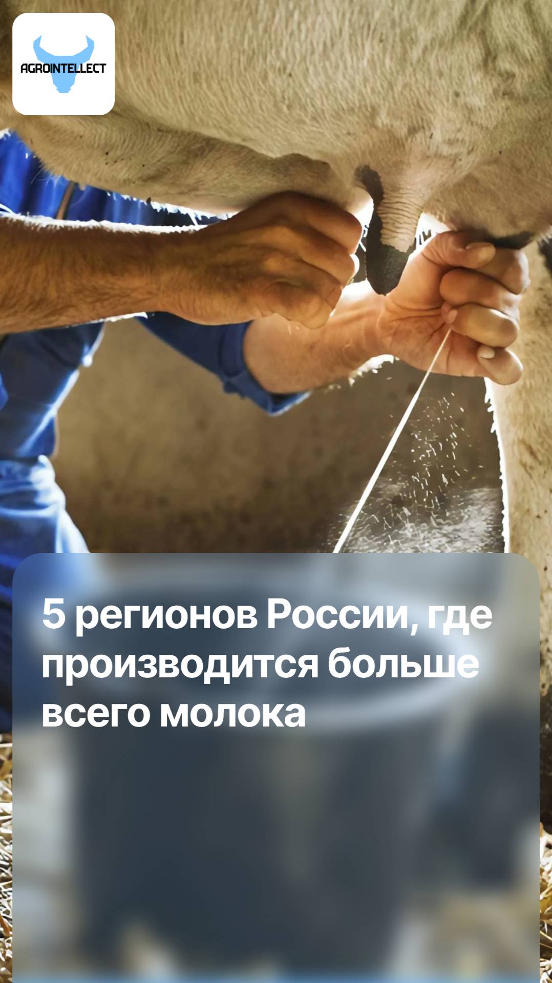 5 регионов России, где производится больше всего молока по итогам 2024 года!