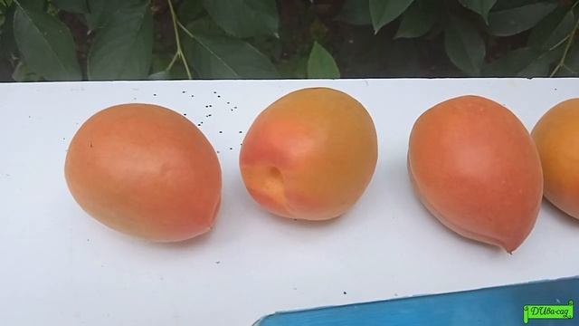 абрикос сорт Вондер Кот, Астрахань 01.06.24г