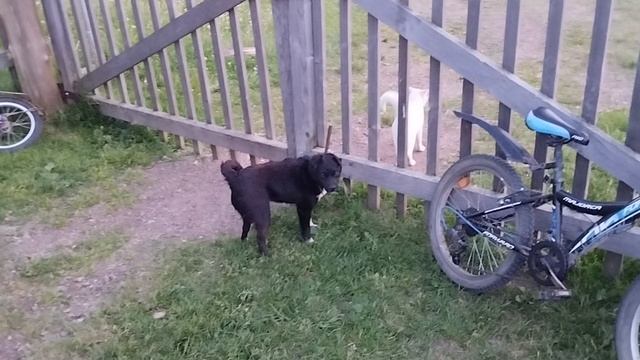 коржик и дарки 06-06-2025