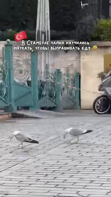 ХИХИ 240