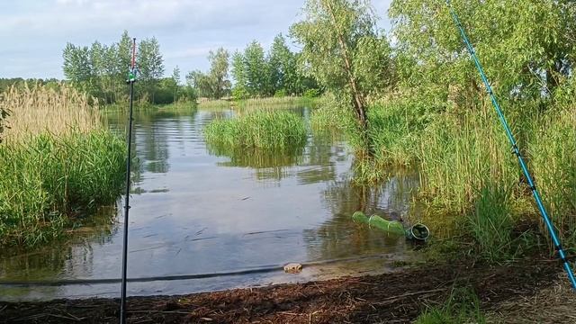 рыбалка на Муравьиных островах, караси лапти, сазаны плещутся!
