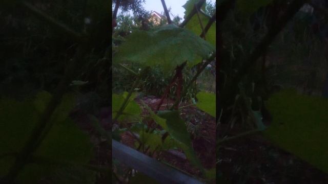 Виноград полив как часто?