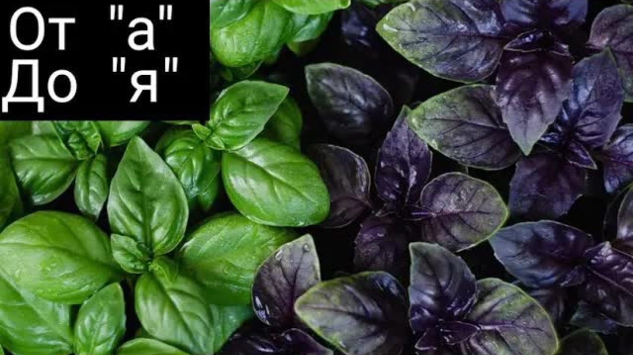 КАК ВЫРАСТИТЬ БАЗИЛИК НА ПОДОКОННИКЕ 🌱ЛЁГКИЙ СПОСОБ