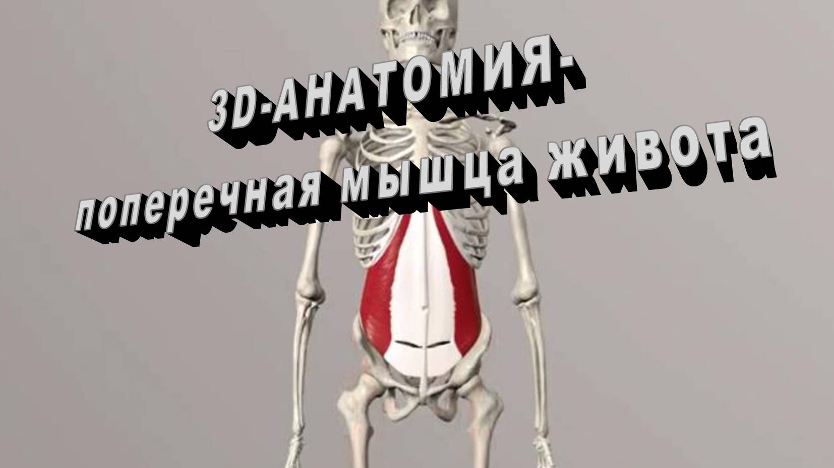 БИОДИНАМИКА 3D-АНАТОМИЯ_ Поперечная мышца живота