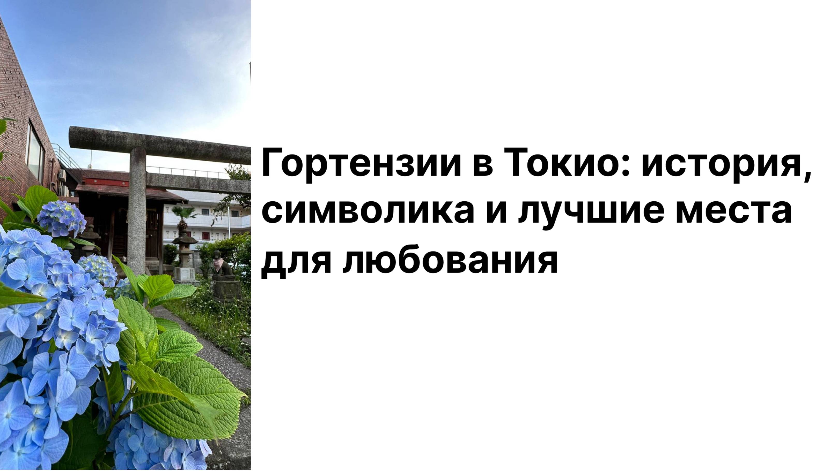 Гортензии в Токио