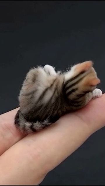 КОТИК