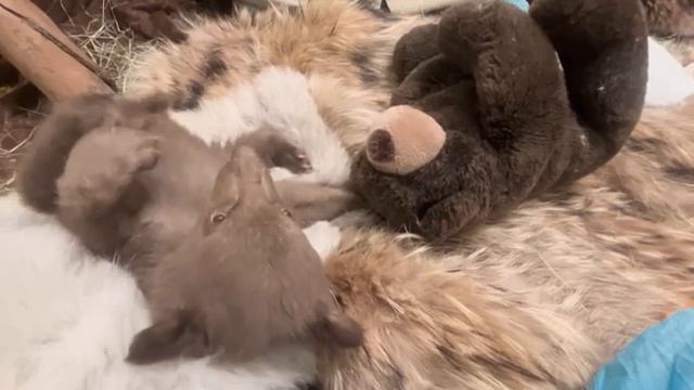 Люди в костюмах медведя растят сироту медвежонка