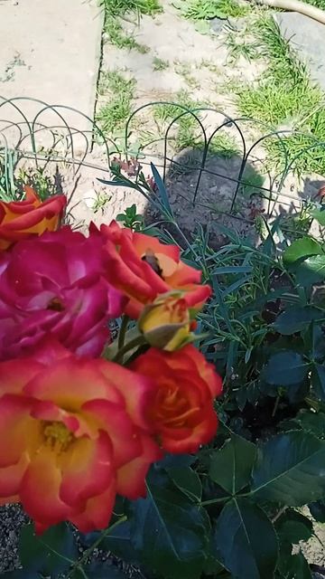 VID_20220707_140217.mp4ррннн66.   55556666666666666н666666²²⅖⁶⁶666667⅞⁹ⁿ∅⁰/)6763‘_&_·—±&_: