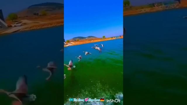 Милые животные