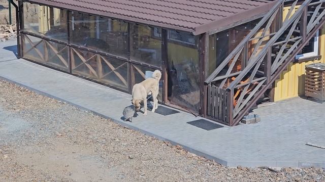 Наши добрые кангалы Конан и Локи 🐶🐶