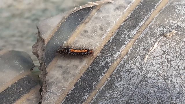 Гусеница Волнянки сходной, или желтогузки (Euproctis similis)