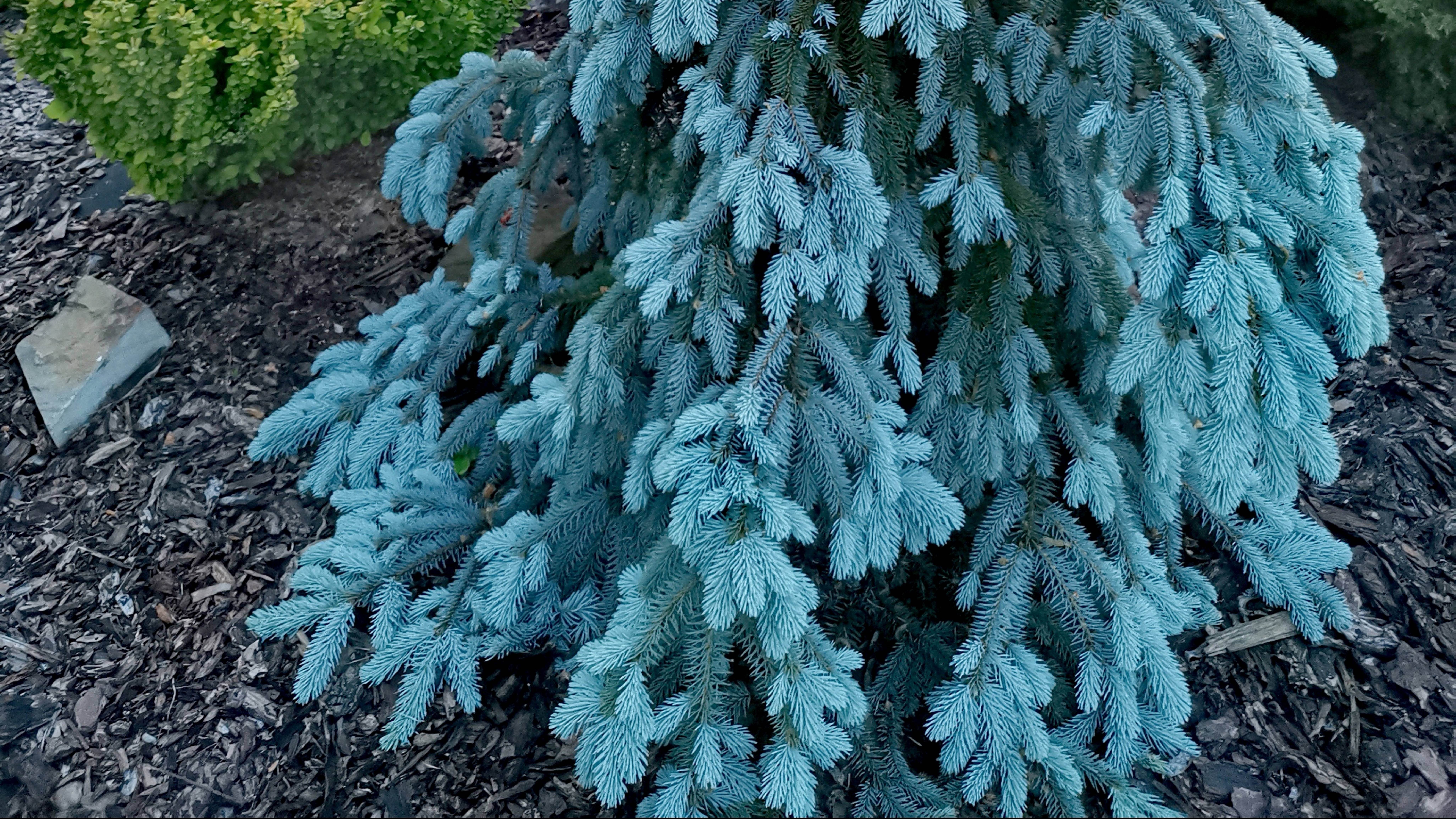 Приросты на редких хвойных!🌟🌲Обзор! 5.06.2025 #сад #garden #хвойные