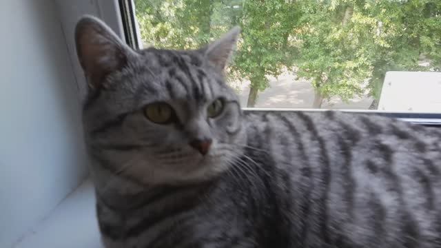 Котик!!!!!!!!! #кот#в рекомендации#Котик