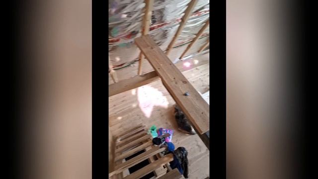 1000025730.mp4 (Собака наблюдает за созданием плоскости каркаса для крепления эмитации бруса)