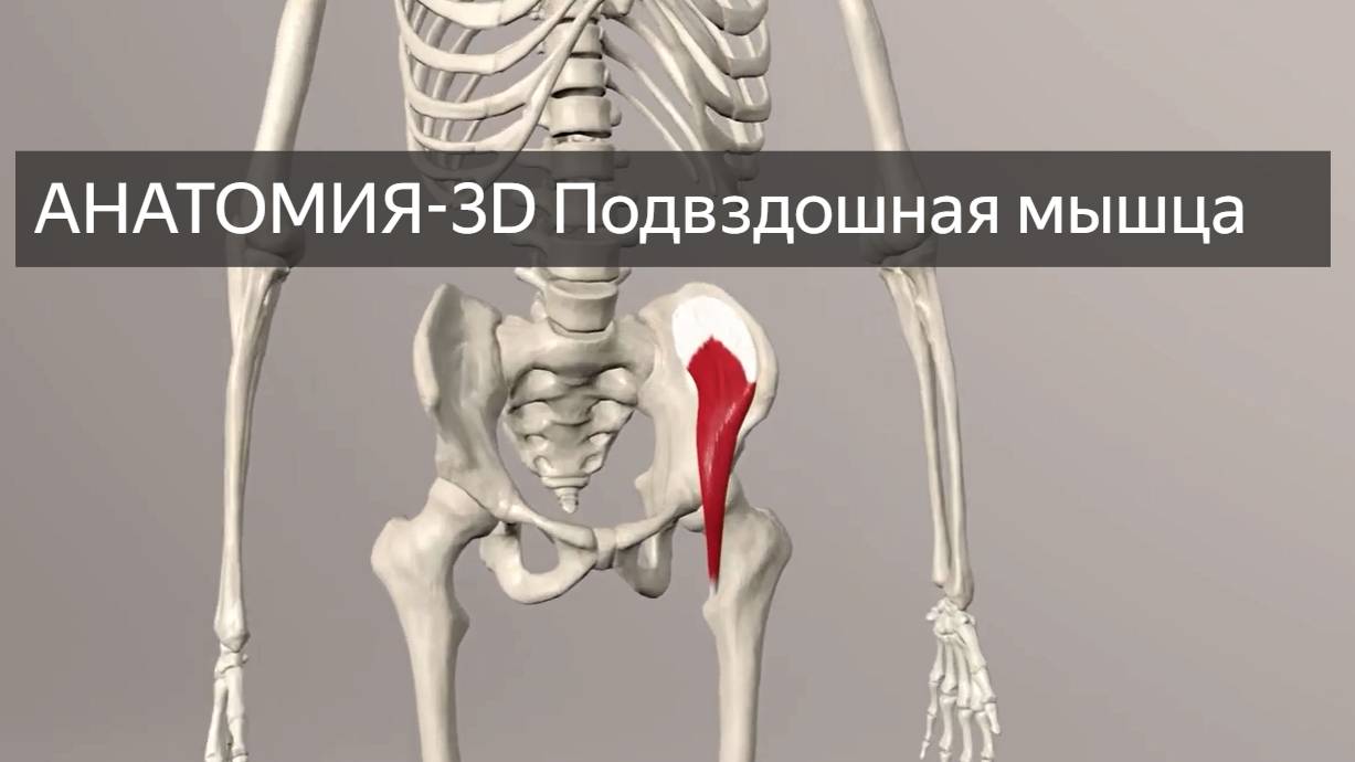 БИОДИНАМИКА 3D-Анатомия - Подвздошная мышца