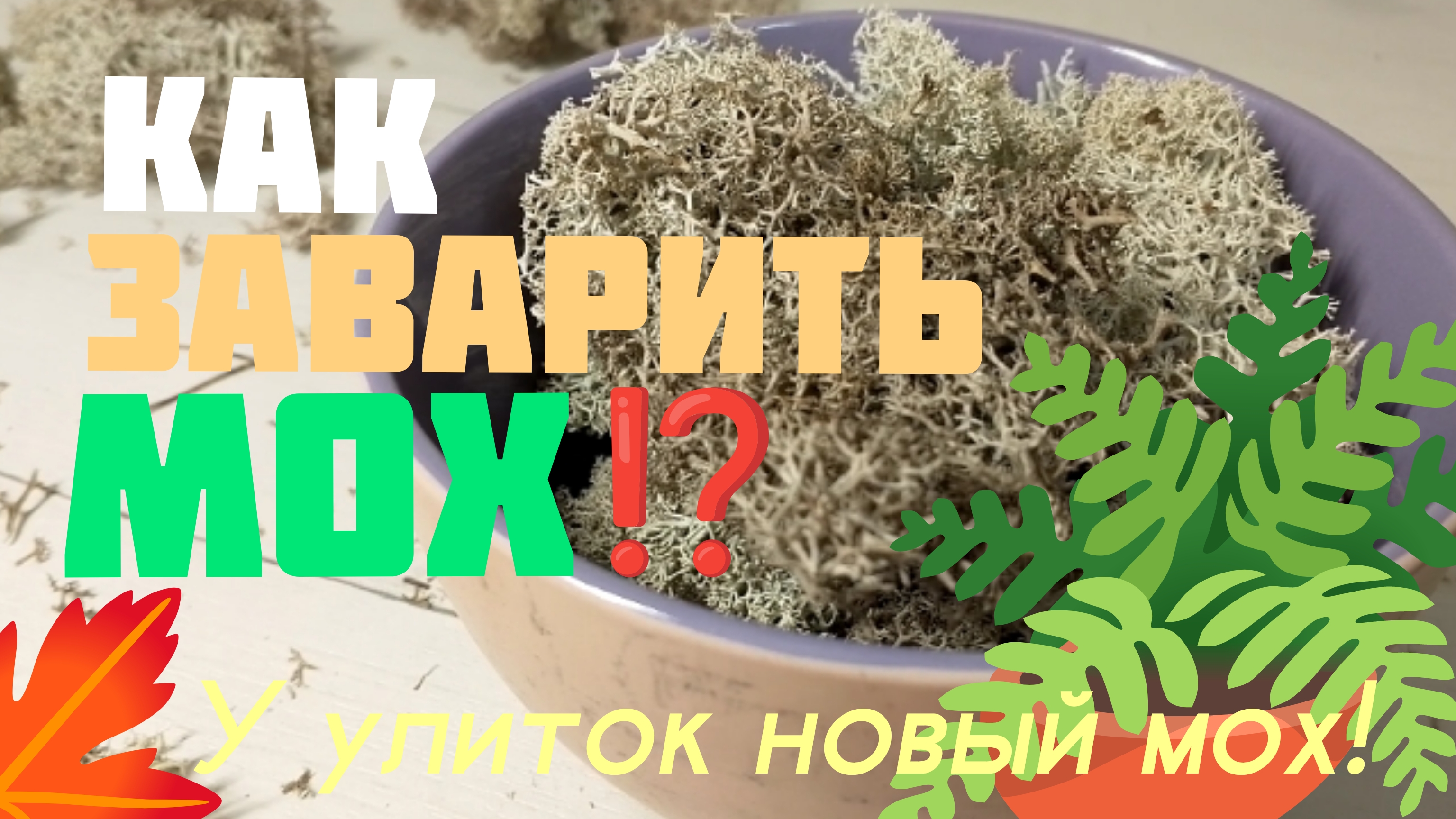 КАК ЗАВАРИТЬ МОХ? | У улиток новый мох!