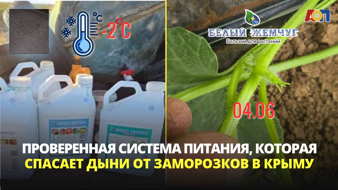 Проверенная система питания, которая сохраняет дыни от заморозков в Крыму