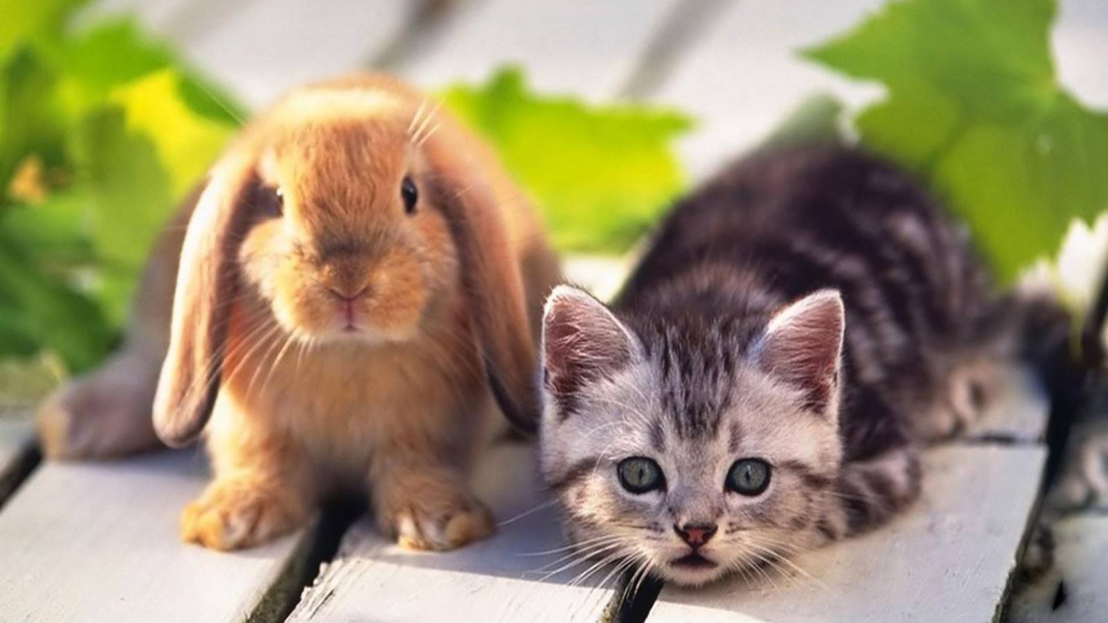 Котик и зайчик
