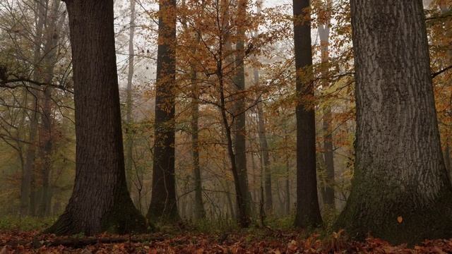 Мистическая пасмурная осень на видео. Яркие осенние краски и шум птиц.