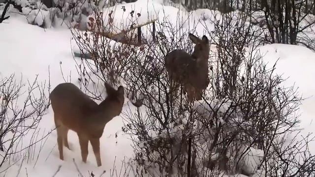 Косули у дома